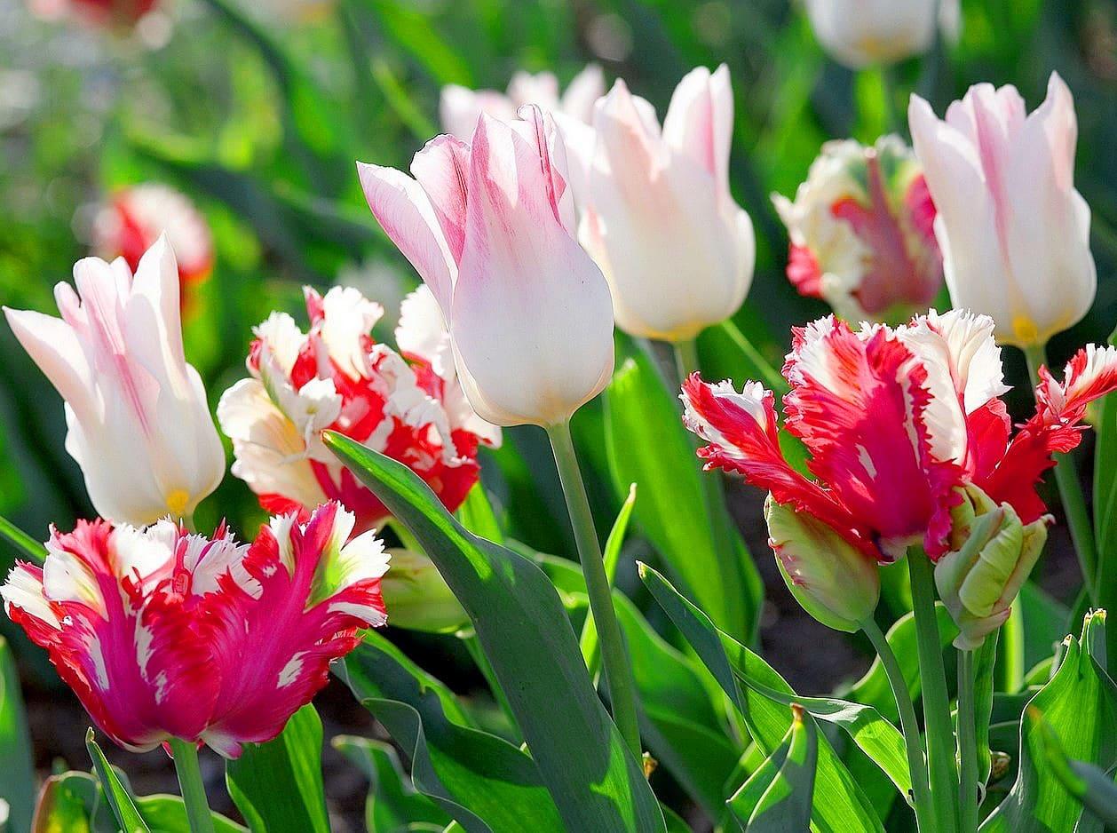 Свежие весенние цветы из тюльпанов стоковое фото ©LiliGraphie 22519175