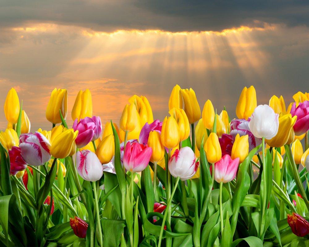 Картинка Весна тюльпаны » Тюльпаны картинки скачать бесплатно (271 фото) -  Картинки 24 » Картинки 24 - скачать картинки бесплатно