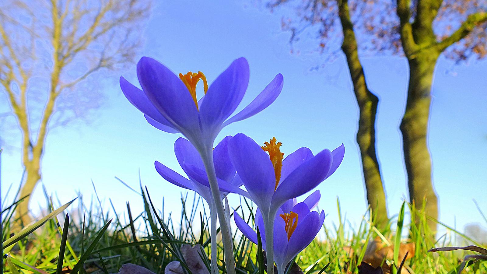Картинки цветы, весна, природа, макро фото, красиво, крокусы - обои  1600x900, картинка №136573