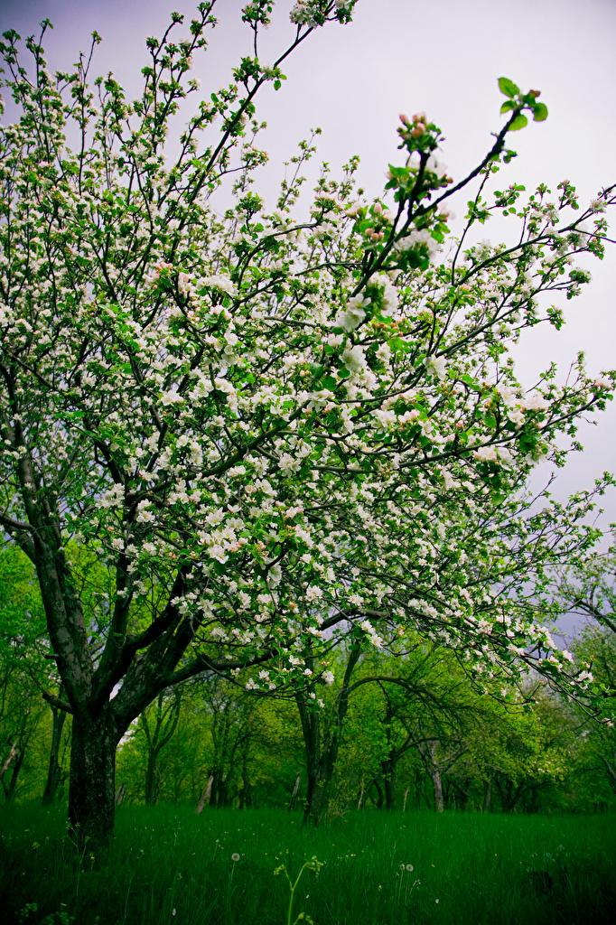 Фотографии Весна Природа Трава Цветущие деревья