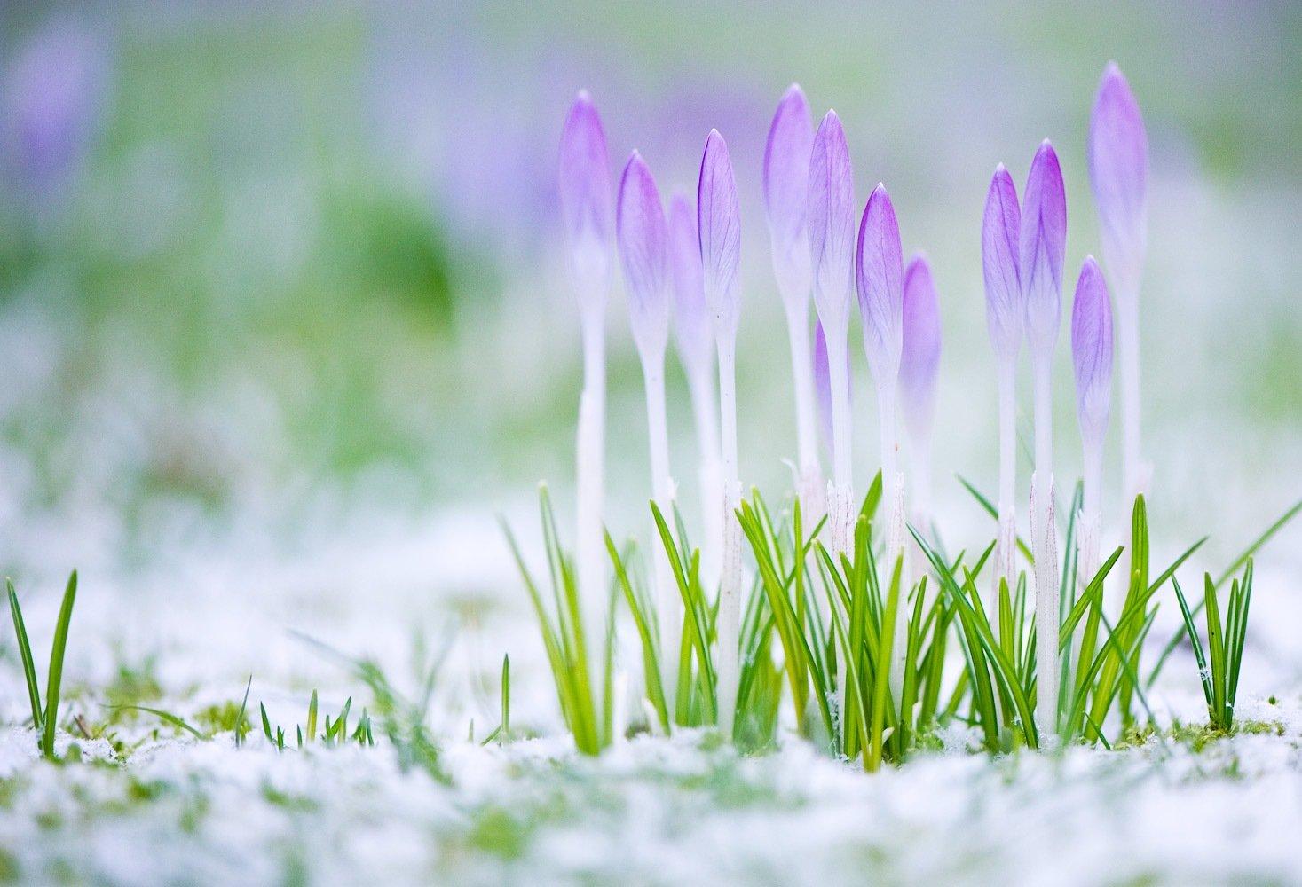 Теплый лучик весны: самые красивые весенние цветы (Фото) - Телеграф