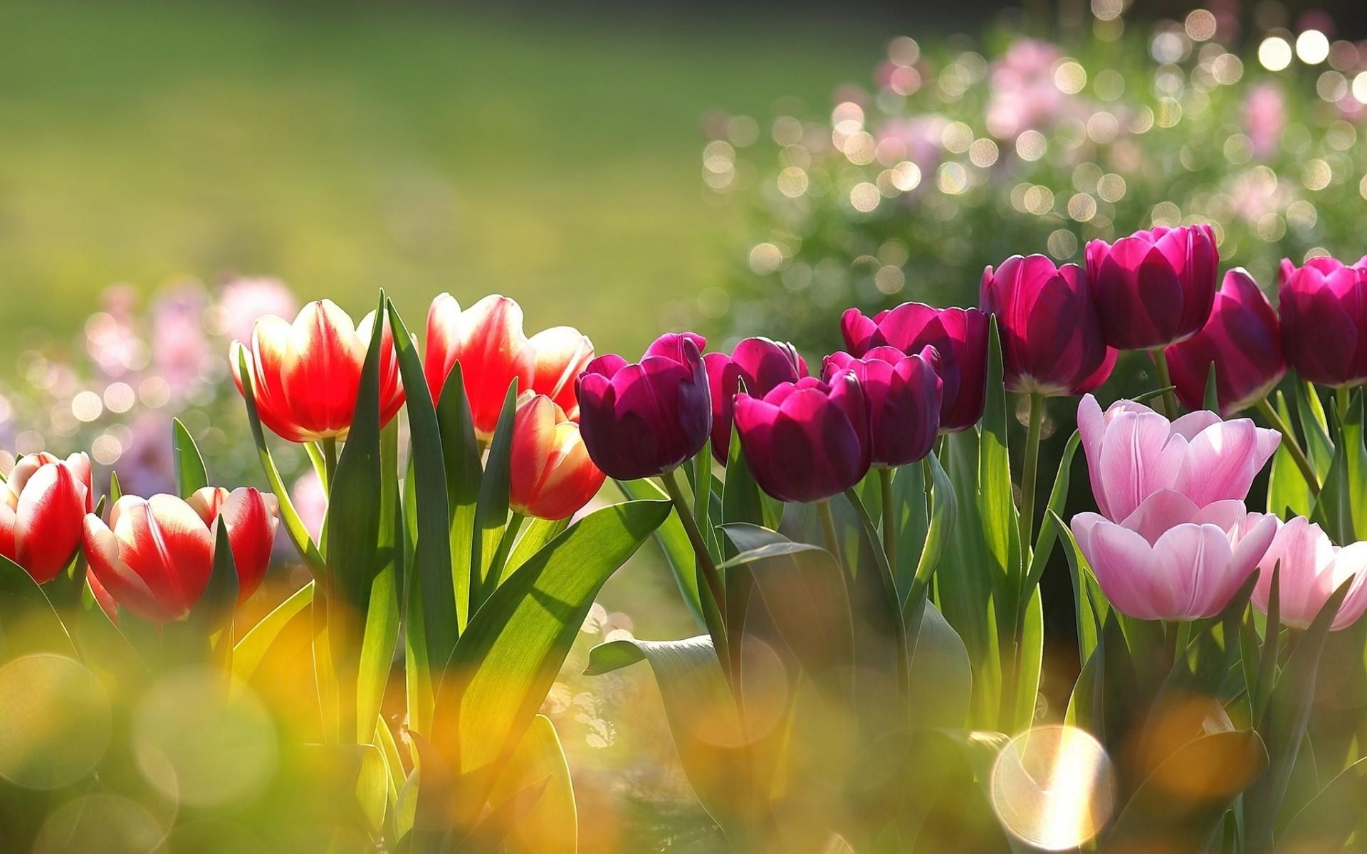 красивый цветочный весенний фон изображение_Фото номер 402137902_PSD Формат  изображения_ru.lovepik.com