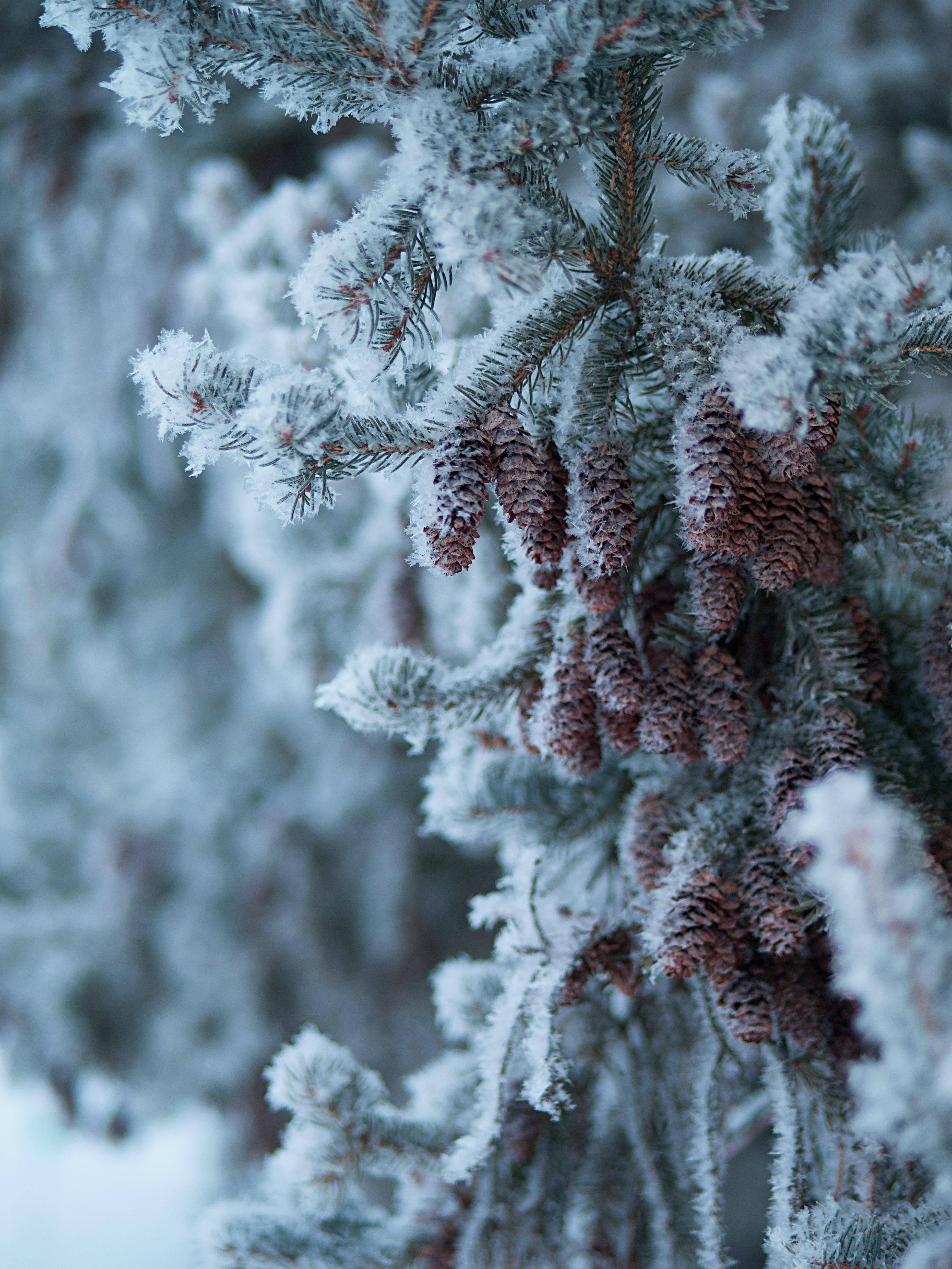 картинки : дерево, снег, зима, весна, Погода, время года, Австрия,  Изобразительное искусство, Gmunden, Ober Sterreich 4199x3305 - - 421910 -  красивые картинки - PxHere