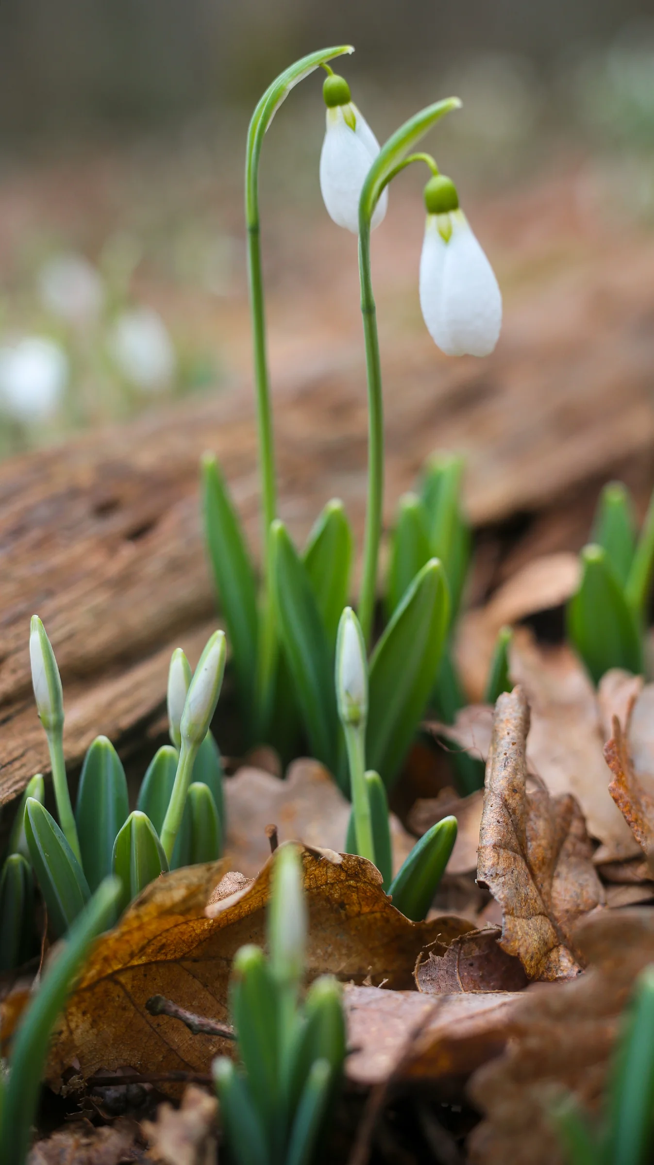 KRASOTA.RU on X: \"Полмесяца до весны, но красота природы уже готова  пробиваться из-под снега! #beauty #красота #природа #весна #цветы  https://t.co/MV6bRqFsBh https://t.co/wNM5Y6YW6d\" / X