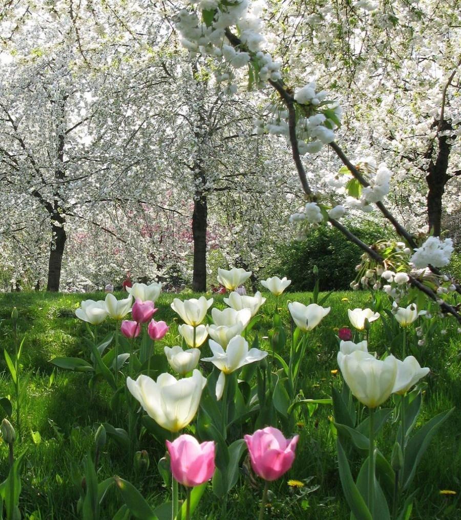 Нежный одинокий белый цветок в зеленой траве, весна, красота Stock Photo |  Adobe Stock