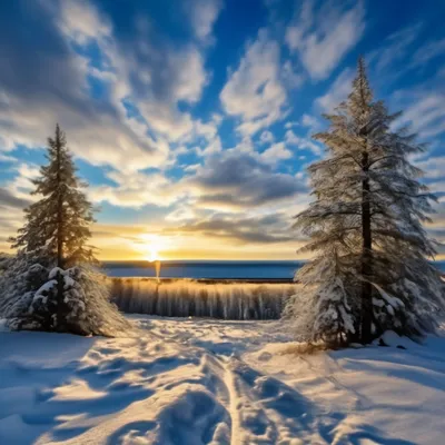 зимний пейзаж с ярким послеобеденным солнцем, светящимся через легкие леса  лиственных деревьев с замерзшими ветками. Стоковое Фото - изображение  насчитывающей яркое, сезон: 223960302