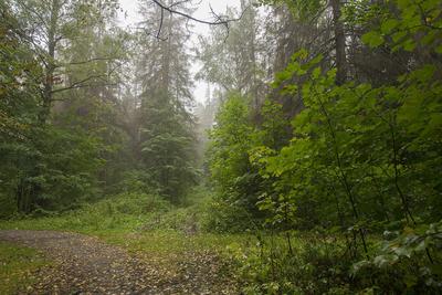 Лес после дождя фото фотографии