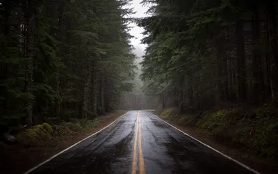 Лес после дождя — DRIVE2