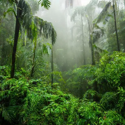 Буковый лес после дождя