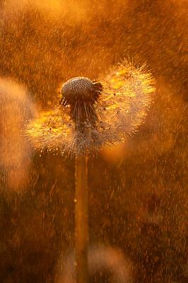 Летний дождик за окном и цветы - Импрессионизм