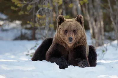 Медведь зимой (83 фото) - 83 фото