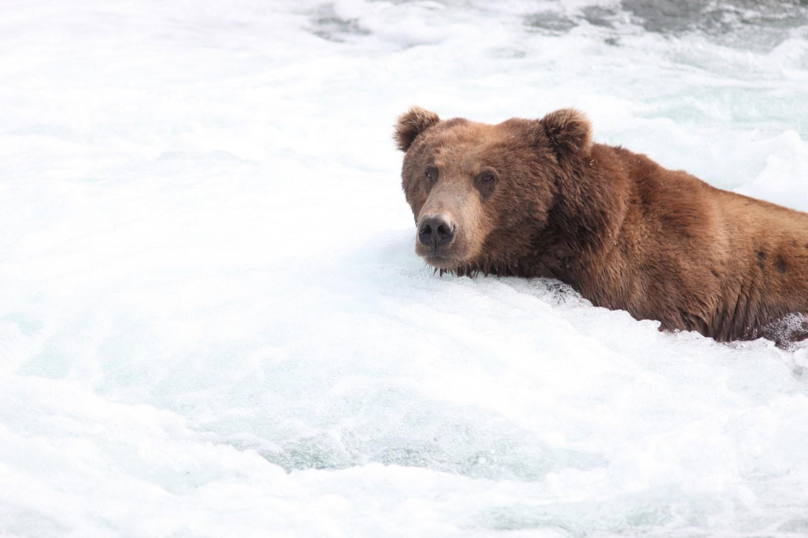 Медведь зимой стоковое фото ©VolodymyrBur 37982177