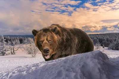 Картинки медведя зимой и летом (69 фото) » Картинки и статусы про  окружающий мир вокруг