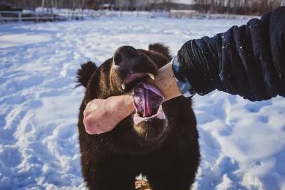 Зимний медведь - картинки и фото poknok.art