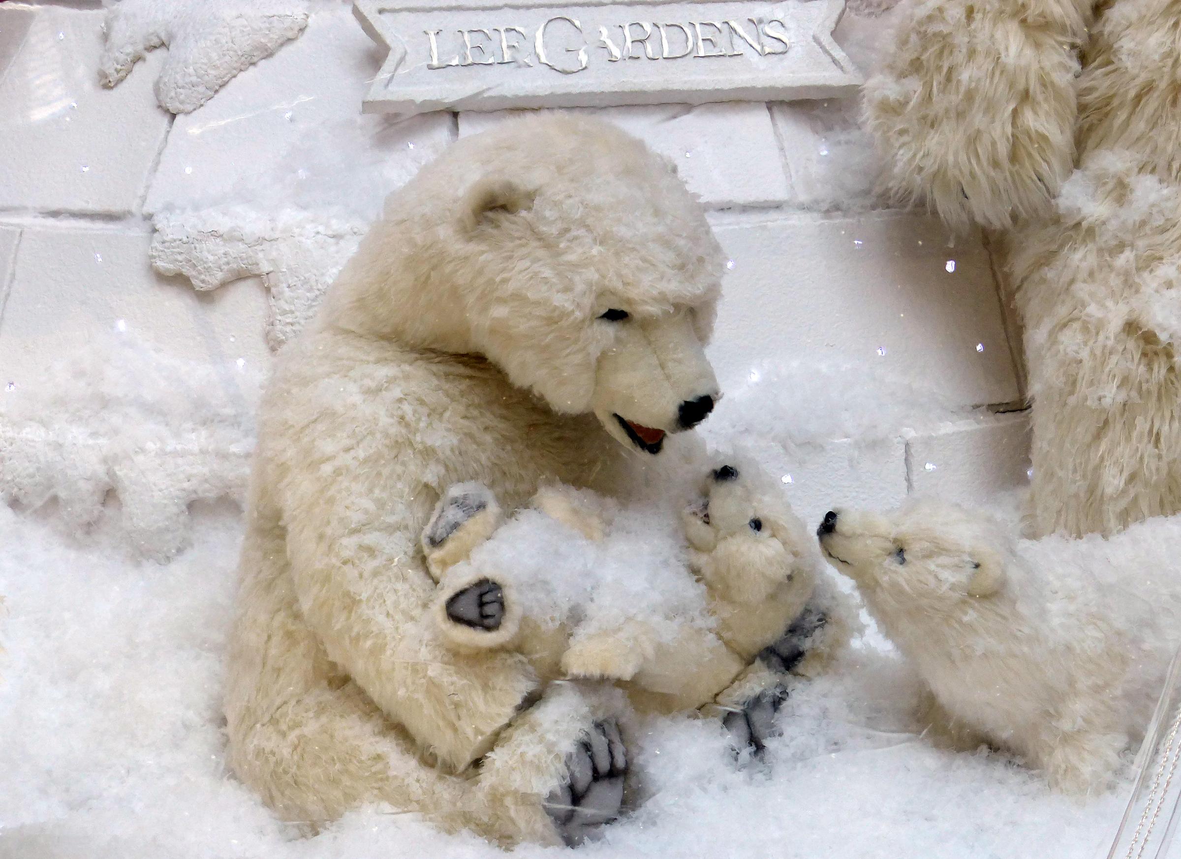 Медведь Зимой Ревет Вдаль — стоковые фотографии и другие картинки Бурый  медведь - Бурый медведь, Рычание, Без людей - iStock