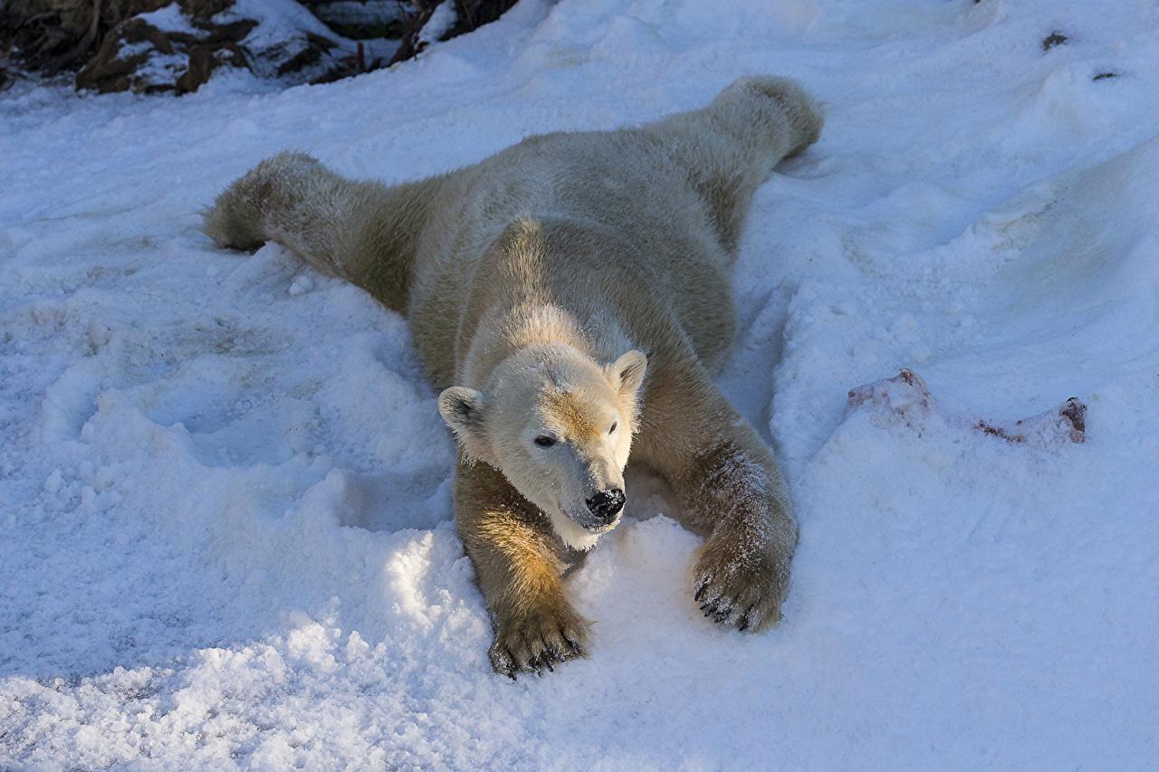 Картинки медведь зимой и летом для детей (70 фото) » Картинки и статусы про  окружающий мир вокруг