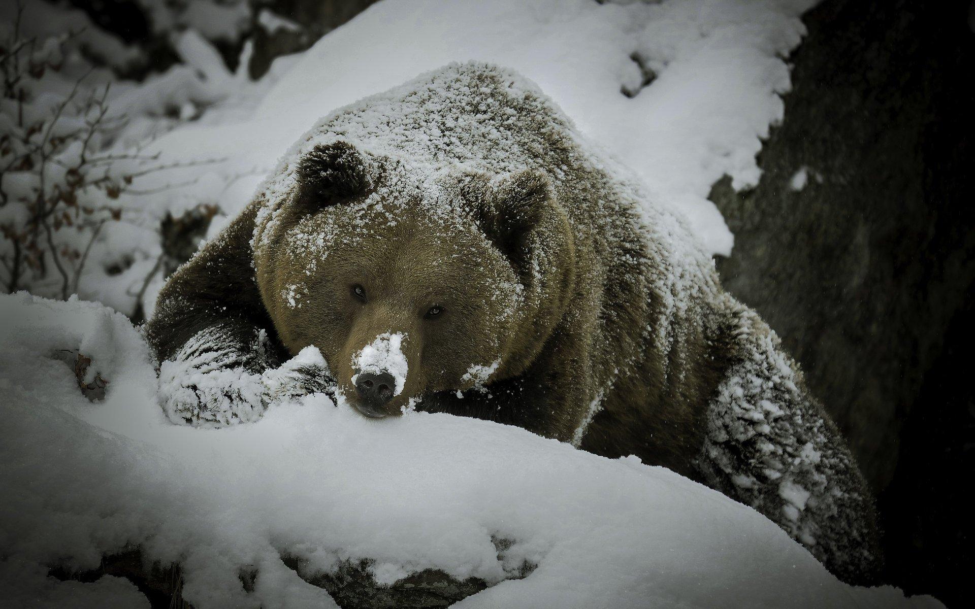 Эксперт рассказал, почему некоторые медведи зимой не впадают в спячку и  приходят к людям