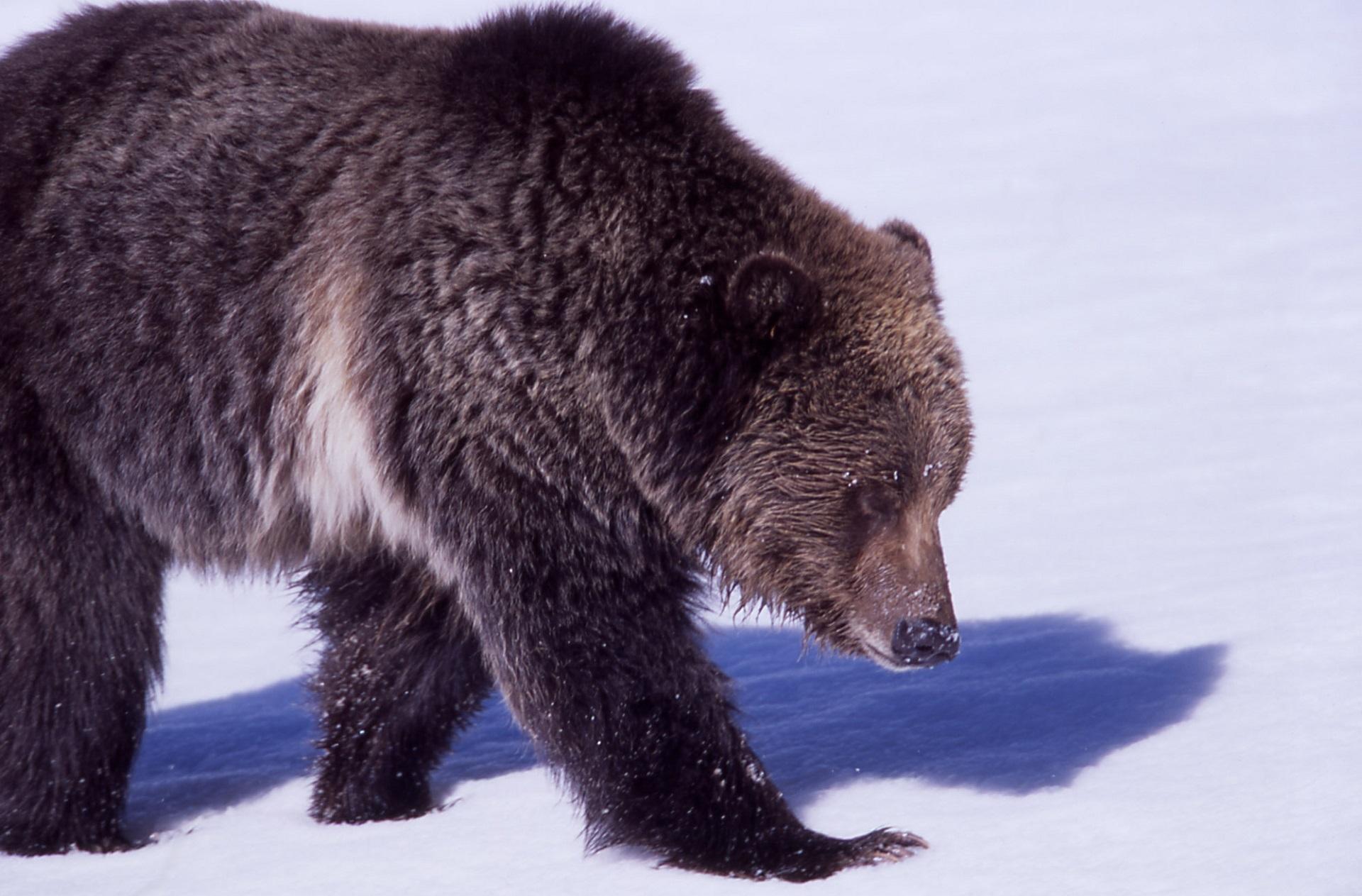 Зимний пейзаж с Машей и медведем: JPG формат | Маша и медведь зима Фото  №797797 скачать