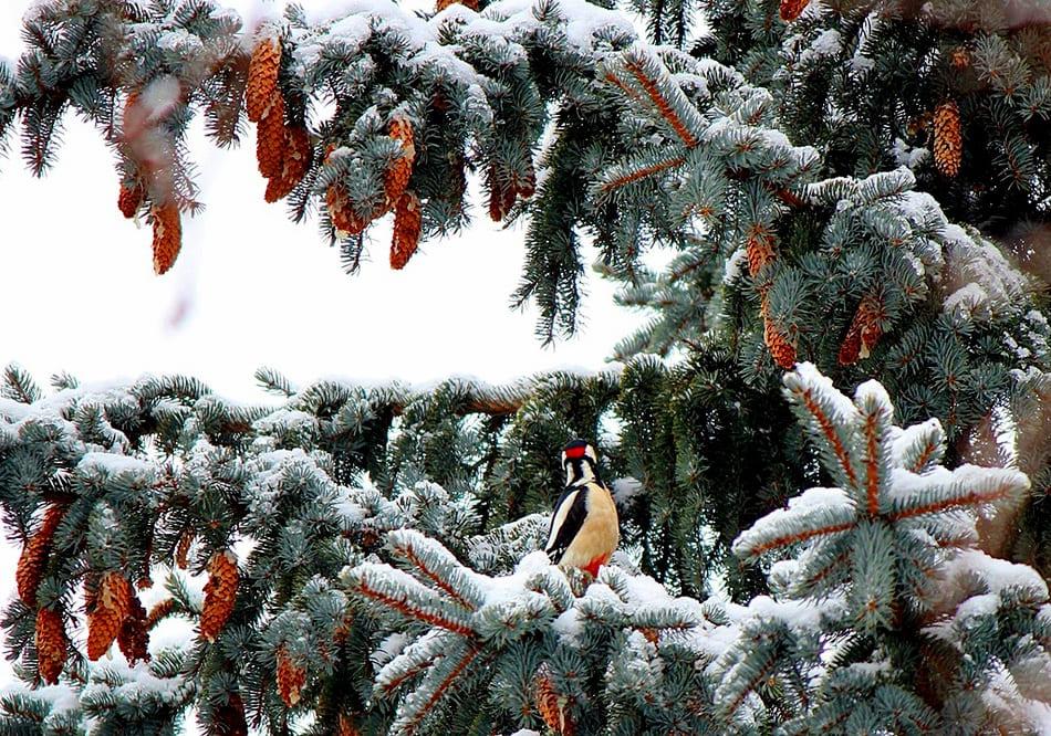 Красивая зима (138 фото) - 138 фото