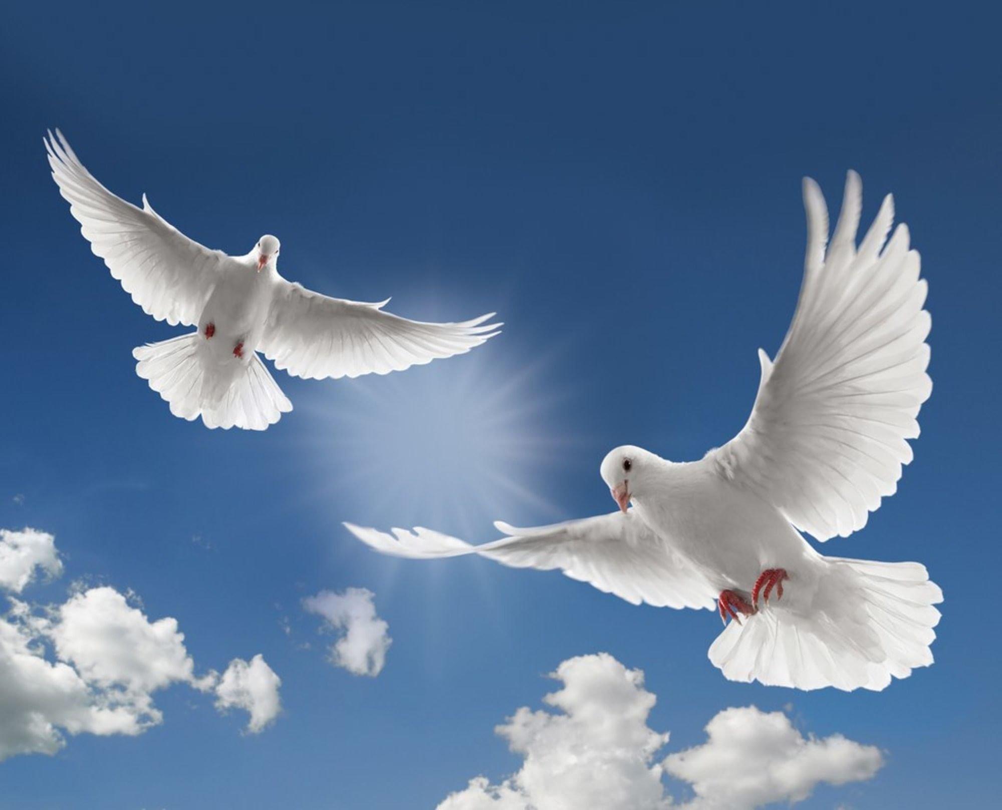 Юбилейный подарок: Мирное небо – наша профессия! «Алмаз – Антей» — ИПК  Platina