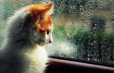 Романтичное и одинокое настроение около стеклянного окна в идти дождь  Стоковое Фото - изображение насчитывающей уныло, природа: 96524138