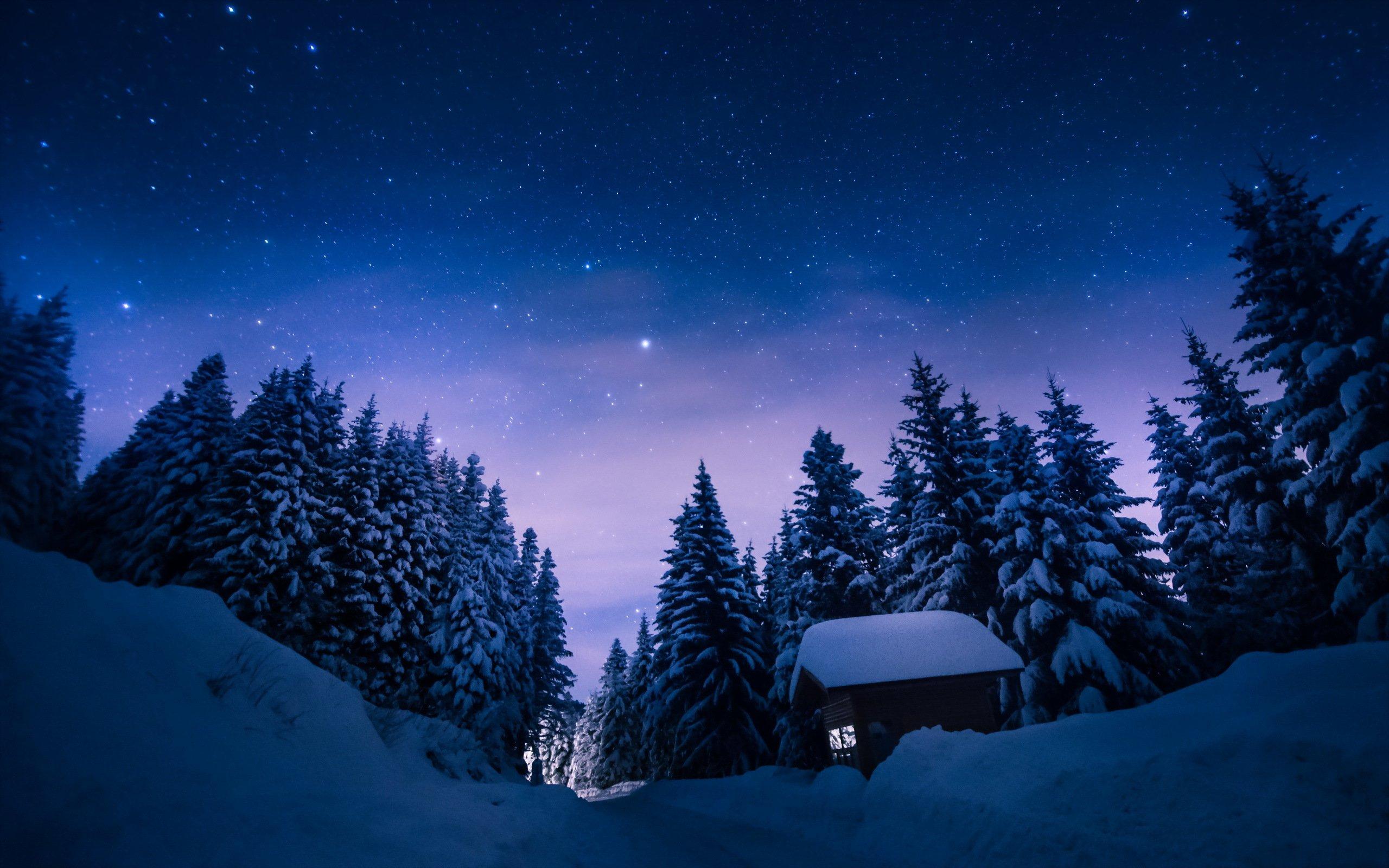 Зимний лес ночью обои - 63 фото