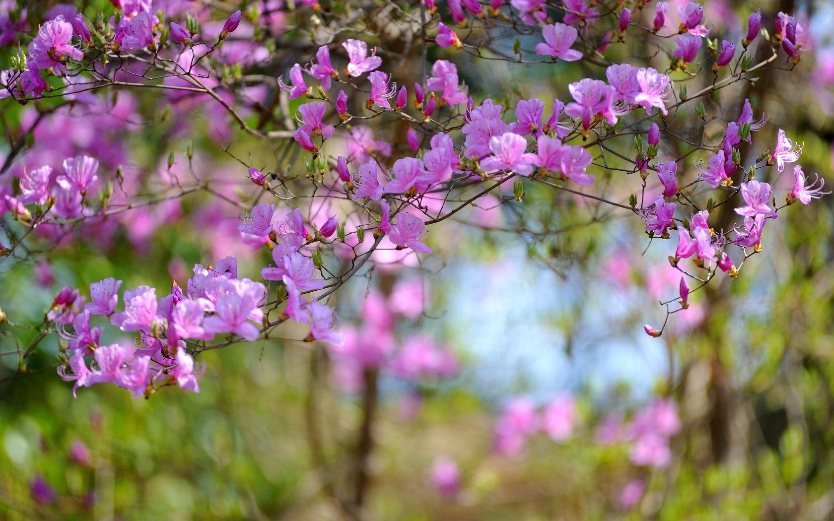 Обои на рабочий стол Весна, цветение японской вишни, обои для рабочего  стола, скачать обои, обои бесплатно