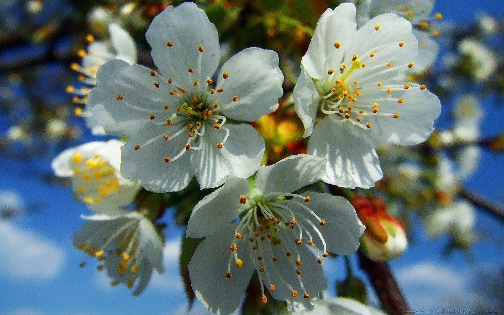 Обои весна, цветы, дерево, солнце на рабочий стол