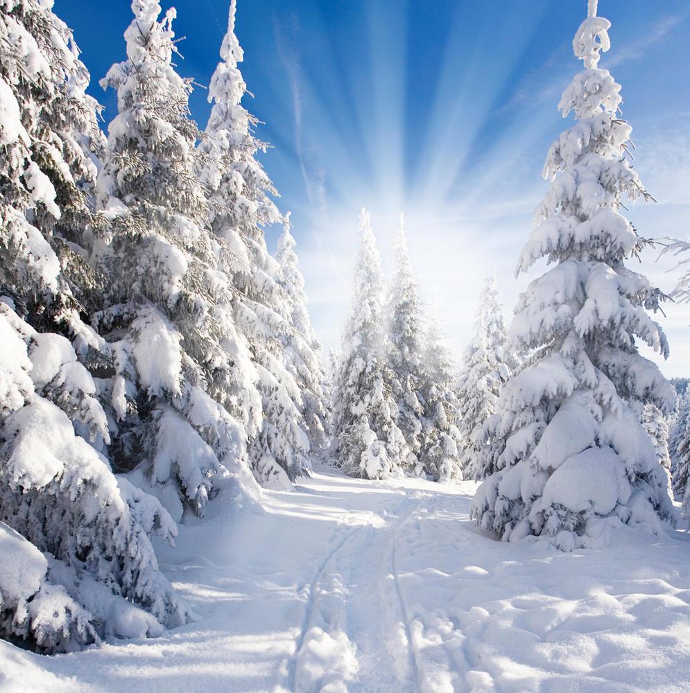 Обои Природа Зима, обои для рабочего стола, фотографии природа, зима, елка,  лес, nature, snow, winter, солнце, снег Обои для рабочего стола, скачать  обои картинки заставки на рабочий стол.