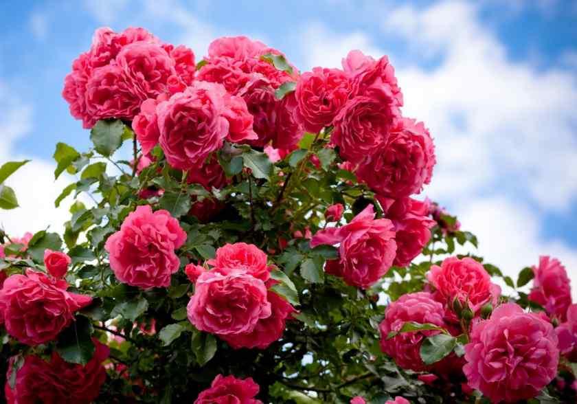 Укрытие роз на зиму на широте Подмосковья: экономим время и деньги -  Энциклопедия - Всё о цветах для Вашего сада
