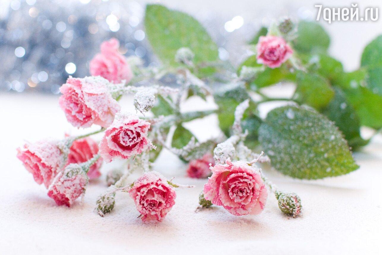 Подготовка роз к зиме: окучивание, обрезка и способы укрытия цветов |  Антонов сад - дача и огород | Дзен