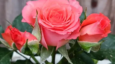 Первые заморозки – время обрезать розы на зиму: как это правильно делать.  Читайте на UKR.NET