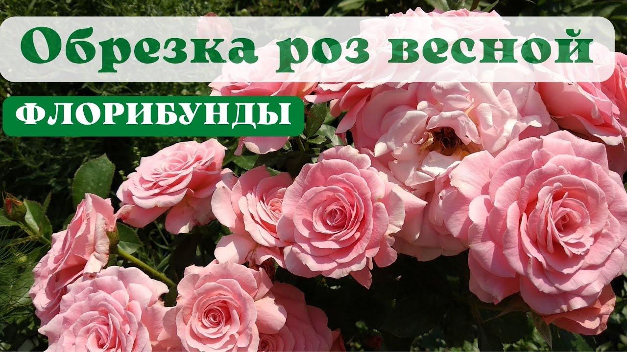Обрезка роз осенью: пошаговая инструкция в картинках, правила и советы |  ivd.ru
