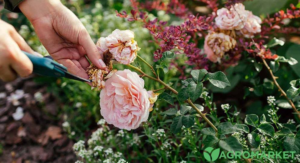 Как подготовить садовые розы к зиме | 05.10.2022 | Тверь - БезФормата