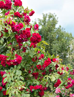Уход за розами весной. Обрезка, удобрение, посадка. Фото — Ботаничка