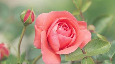 Как обрезать розы на зиму: как правильно обрезать и укрыть розы на зиму,  подготовка роз к зиме