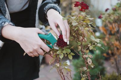 Как и когда укрывать розы на зиму: правильные способы и советы от агрономов