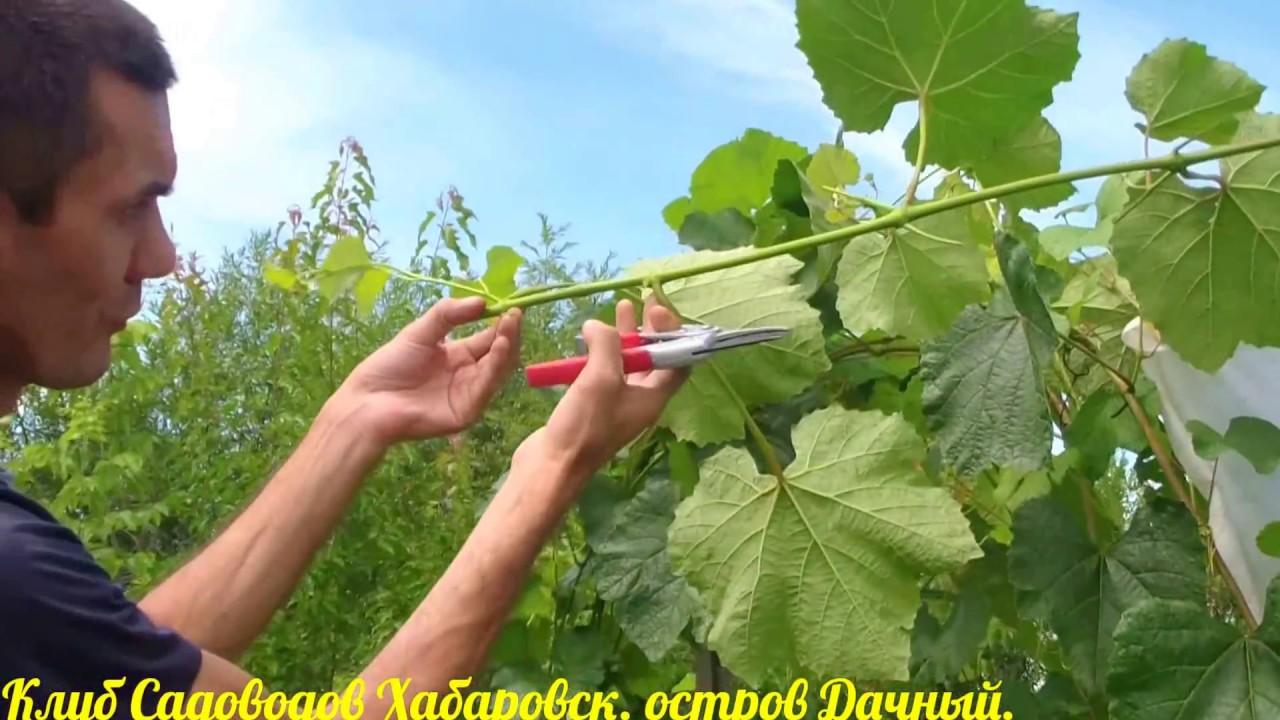 Обрезка винограда для начинающих: подробная инструкция