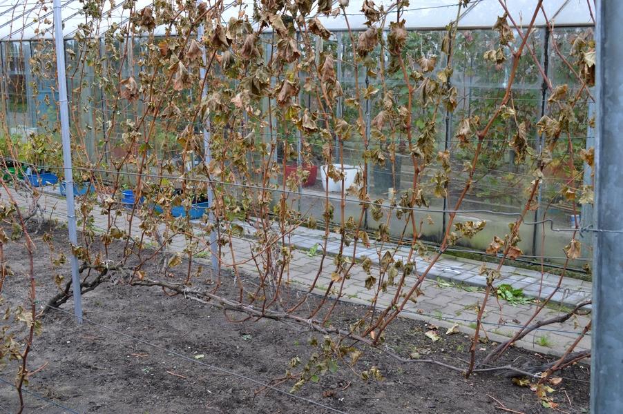 Обрезка винограда осенью для начинающих в картинках пошагово: схемы