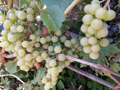 Обрезка винограда осенью для начинающих в картинках, видео по теме