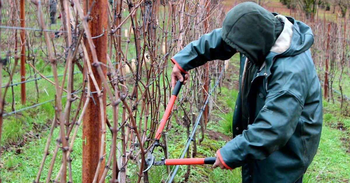 Как правильно обрезать виноград – подробная инструкция для новичков | В  саду (Огород.ru)