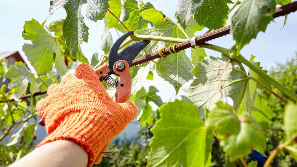 Как обрезать виноград «Обрезка винограда.Когда и как укрывать кусты на  зимнее хранение» | Алтайский садовод | Дзен