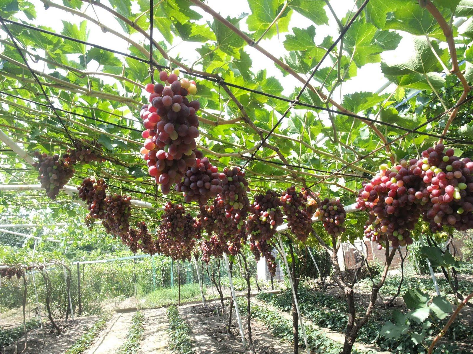 Блог про виноград Киушкина Николая: октября 2010