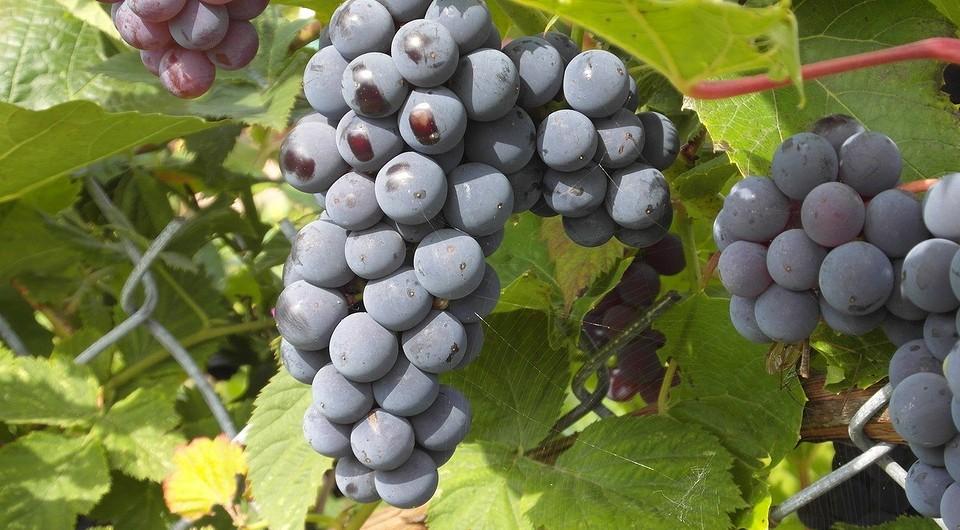 Посадка саженцев винограда на постоянное место. Услуги агрономов.