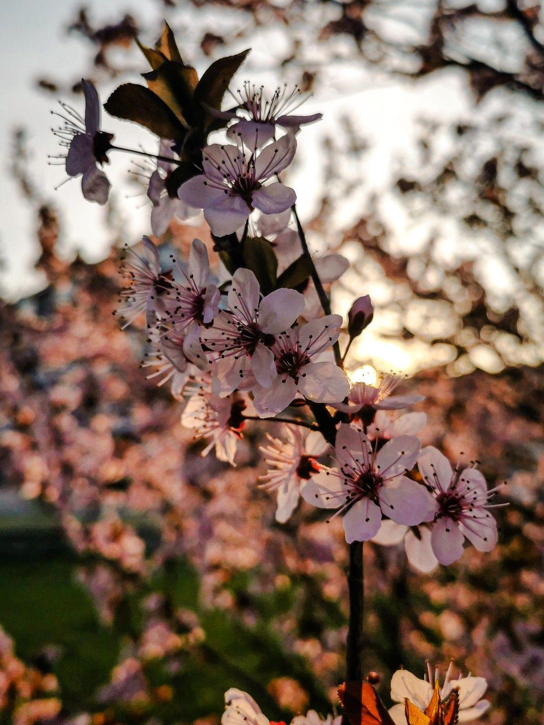 Красивая весна (60 фото)