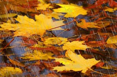 Осенний дождь вечером - 63 фото