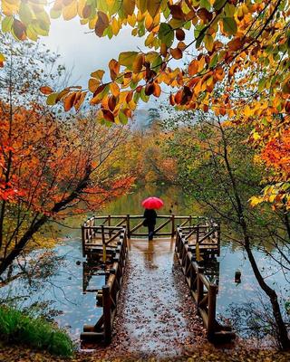 Золотая осень прекрасна даже в дождь | Осень, Закаты, Курорты