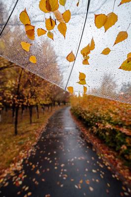 Осень длинные дожди - 59 фото