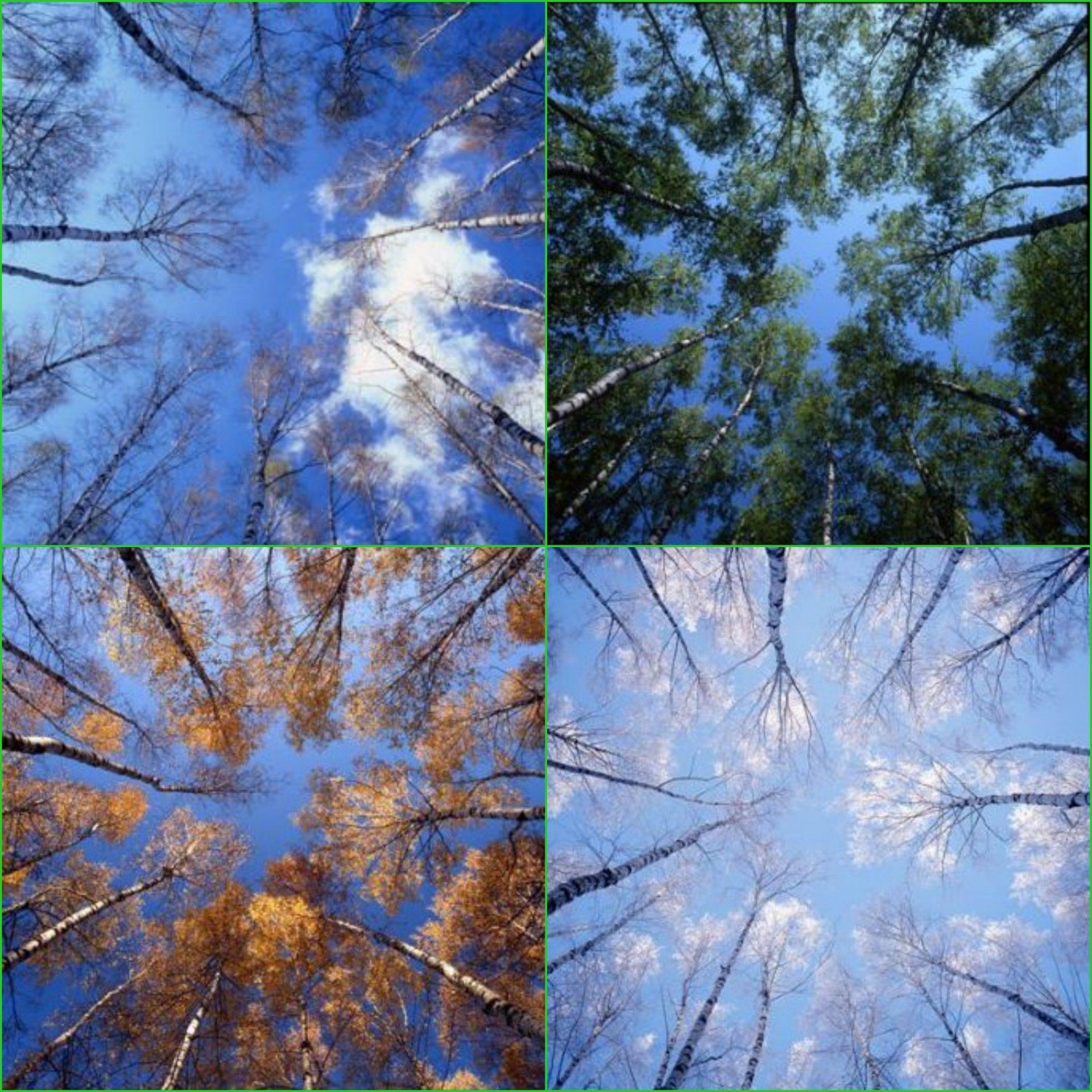 весна лето осень зима вектор деревьев PNG , весна, лето, падение PNG  картинки и пнг PSD рисунок для бесплатной загрузки