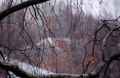 Купить картину Осенний дождь , Афремов, Леонид в Украине | Фото и  репродукция картины на холсте в интернет магазине Макросвит